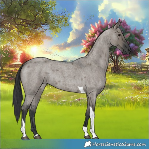 Horse Color:Grullo Roan Tobiano 