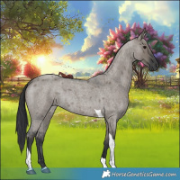 Horse Color:Grullo Roan Tobiano 