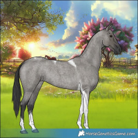 Horse Color:Grullo Roan Tobiano 