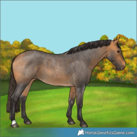Horse Color:Buckskin Roan 