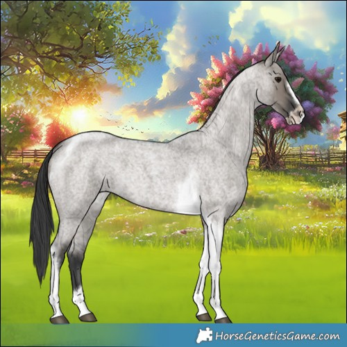 Horse Color:Grullo Roan Tobiano Frame 