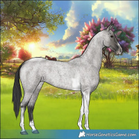 Horse Color:Grullo Roan Tobiano Frame 