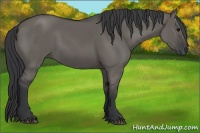 Horse Color:Grullo Sabino Rabicano 