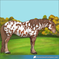 Horse Color:Chestnut Near Leopard 