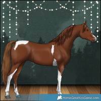 Horse Color:Gray Chestnut Tobiano 