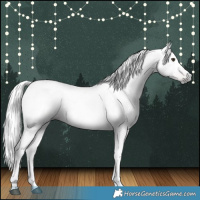 Horse Color:Gray Chestnut Tobiano 