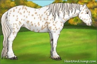 Horse Color:Palomino Near Leopard 