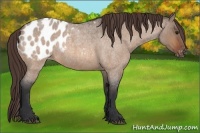 Horse Color:Bay Roan Dun Appaloosa