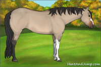 Horse Color:Bay Dun 