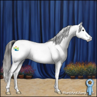 Horse Color:Grullo Appaloosa 