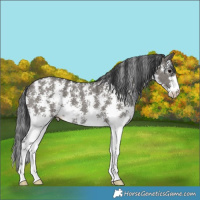 Horse Color:Grullo Sabino Rabicano 
