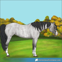 Horse Color:Grullo Roan Sabino Rabicano 