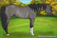 Horse Color:Grullo Rabicano 