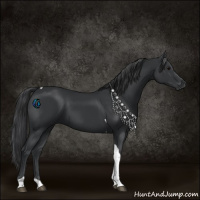 Horse Color:Black Tobiano 