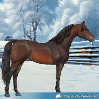 Horse Color:Brown 