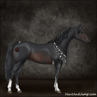 Horse Color:Brown Tobiano Rabicano 