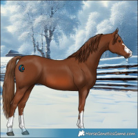 Horse Color:Chestnut 