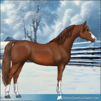 Horse Color:Chestnut 