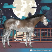 Horse Color:Gray White Spotted Brown Dun Mushroom Sabino Rabicano