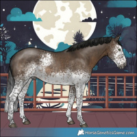 Horse Color:Gray White Spotted Brown Dun Mushroom Sabino Rabicano 