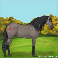Horse Color:Grullo Sabino Rabicano 