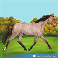 Horse Color:Unknown 