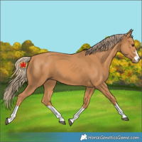 Horse Color:Unknown 