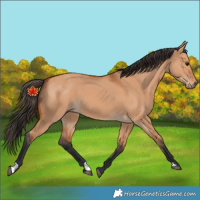Horse Color:Unknown 