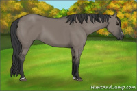 Horse Color:Grullo Sabino Rabicano 