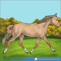 Horse Color:Unknown 