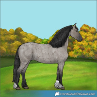 Horse Color:Grullo Roan Tobiano 