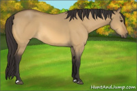 Horse Color:Buckskin Dun 