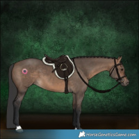 Horse Color:Brown Dun 
