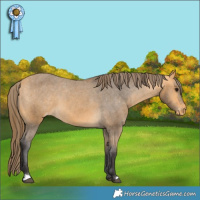 Horse Color:Buckskin Appaloosa