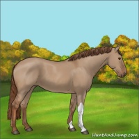 Horse Color:Red Dun 