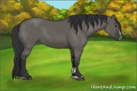 Horse Color:Grullo Sabino Rabicano 