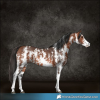 Horse Color:Bay Sabino Rabicano