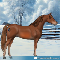 Horse Color:Chestnut 