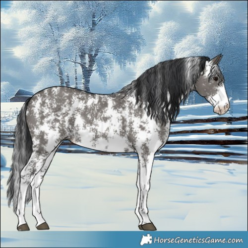 Horse Color:Grullo Sabino Rabicano 