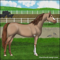 Horse Color:Red Dun 