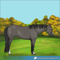 Horse Color:Grullo Sabino Rabicano 