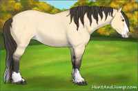 Horse Color:Buckskin Roan Dun Splash