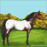 Horse Color:Bay Appaloosa 