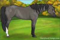 Horse Color:Grullo Rabicano 