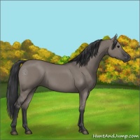 Horse Color:Grullo Rabicano 