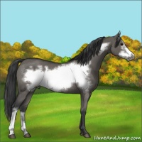 Horse Color:Grullo Frame Rabicano 