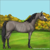 Horse Color:Grullo Rabicano 