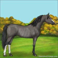 Horse Color:Grullo Rabicano 