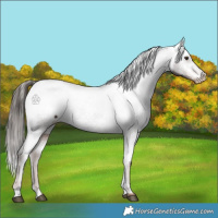 Horse Color:Liver Chestnut Appaloosa 