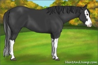 Horse Color:Black Splash 